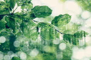 Deciduous trees in the forest, alienation, nature art Deciduous trees in the forest, alienation, nature art